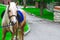 Horses saddled for leisurely riding in the Park