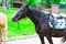 Horses saddled for leisurely riding in the Park