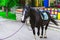 Horses saddled for leisurely riding in the Park