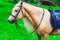 Horses saddled for leisurely riding in the Park