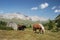 Horses at the San Pellegrino Pass