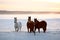 Horses in a Saskatchewan winter pasture