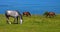 Horses at seaside