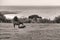 Horses on Seaside Meadow Pasture Field above Sea