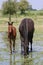 Horses are seen standing in a grassy field near a serene pond, drinking water