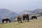 Horses in Sierra Nevada, the highest peaks of inland Spain.