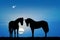 Horses silhouette in love