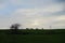 Horses silhouette on the meadow