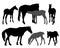 Horses silhouettes