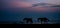 Horses Silhoutte on a beach