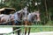 Horses sitting along fence