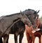 Horses smelling human hands