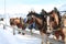 Horses in the snow