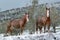 Horses in the snow