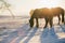 Horses on the Snow Field in Bashang, Inner Mongolia, China