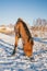 Horses on the Snow Field in Bashang, Inner Mongolia, China