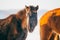 Horses on the Snow Field in Bashang, Inner Mongolia, China