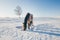 Horses on the Snow Field in Bashang, Inner Mongolia, China