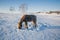Horses on the Snow Field in Bashang, Inner Mongolia, China