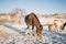 Horses on the Snow Field in Bashang, Inner Mongolia, China