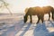 Horses on the Snow Field in Bashang, Inner Mongolia, China