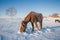 Horses on the Snow Field in Bashang, Inner Mongolia, China