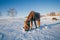 Horses on the Snow Field in Bashang, Inner Mongolia, China