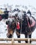 Horses at the snow in mouintain Zlatibor