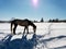 Horses in the snow with the reflection of sunlight