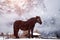 Horses in snow at Seiser Alm, South Tyrol, Italy