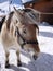 Horses in the snow,Tignes, France