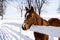 Horses in Snow - Winter in Bluegrass - Kentucky