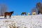 Horses in a snowy field