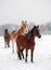 Horses in snowy pasture looking past the viewer