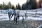 Horses in snowy rolling meadow with rail fence and snow on the trees in background
