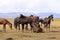 Horses, Song Kol Lake, Naryn province, Kyrgyzstan, Central Asia