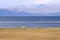 Horses, Song Kol Lake, Naryn province, Kyrgyzstan, Central Asia