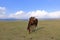 Horses, Song Kol Lake, Naryn province, Kyrgyzstan, Central Asia