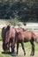 Horses, South Africa