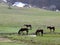 Horses on spring meadow