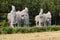 Horses & Stable Boys Statues, Song Dynasty Tombs