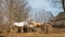 Horses stand and eat from a cart, wooden dray in a backyard, vintage spring countryside landscape, retro rural house