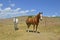 Horses stand in a fenced in corral