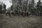 Horses stand near the trees in the forest.