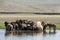 Horses Stand in a River