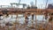 Horses stand in a swamp near the container terminal