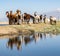 Horses standing above pond