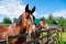 Horses standing along a fence