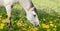 Horses standing eating on meadow dandelions grass background