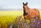 Horses standing eating on meadow grass background